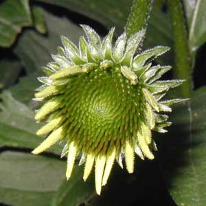 Early purple cone flower.