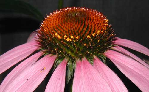 Inner cone flowers blooming.