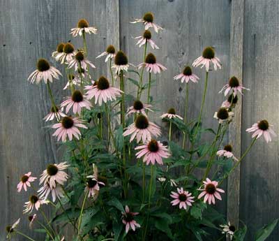 Faded purple cone flower is now a light pink.