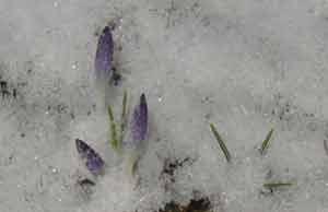 Purple crocuses should be able to withstand the light covering of snow.