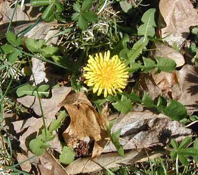 Dandelions are ok in my yard. No attempt at monoculture here!