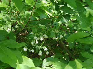 Deerberry blooming in the woods of Pennsylvania.