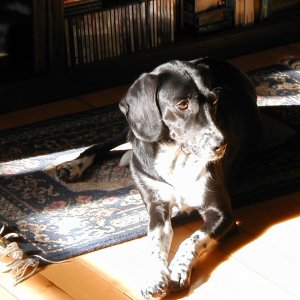 I think Shubert has the right idea - find a sunny spot and curl up!