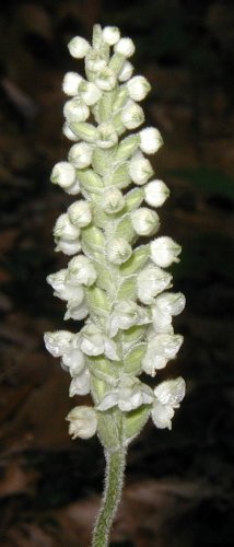 Downy orchid.