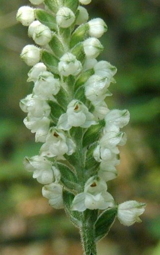 Downy rattlesnake plantain blooming.