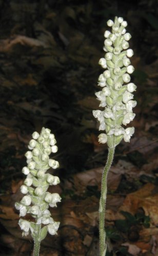 Downy rattlesnake plantain.