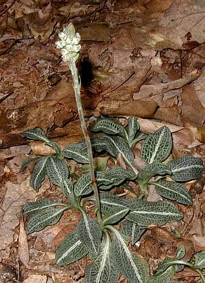 Downy rattlesnake plantain starting to open its blossoms held high on the flower stalk.