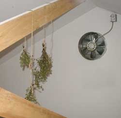 The drying attic with dried herbs hanging near the exhaust fan.