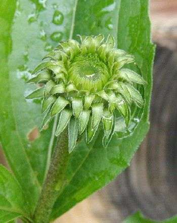 Green flower starts of echinacea.