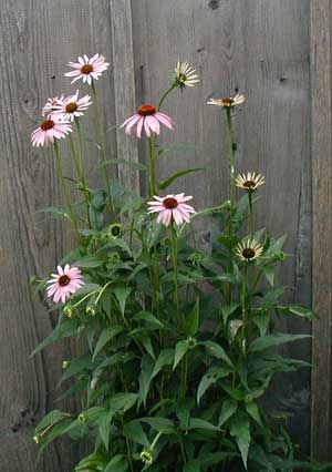 Echinacea blooming near the front door.