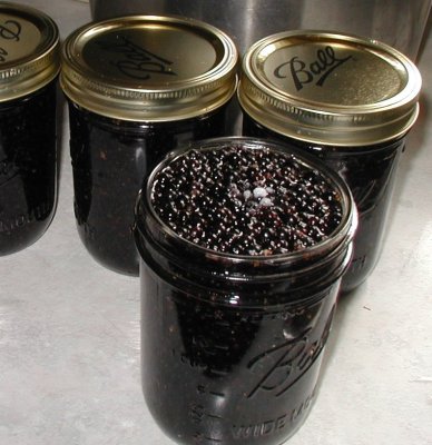 Elderberries in jar ready to be preserved.