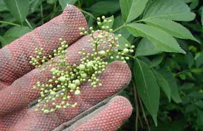 Elder flowers in bud.