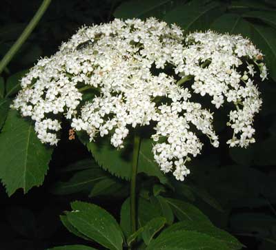 Closeup of an elder flower cluster.