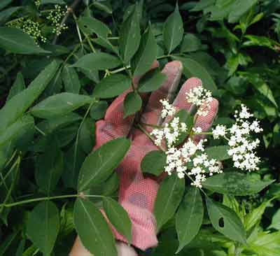 Elder flowers soon to be elderberries!