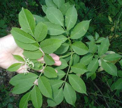 Elder leaves are compound with 5-7 leaflets.
