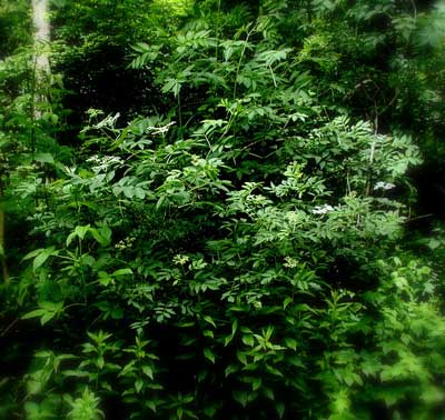 Elder trees grow from many shoots.