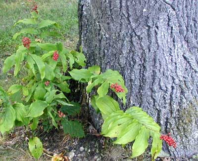 False Solomon Seal plants lend color to the area with their bright red berries that appear every autumn.