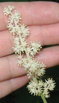 False Soloman's Seal creamy white cluster of flowers.