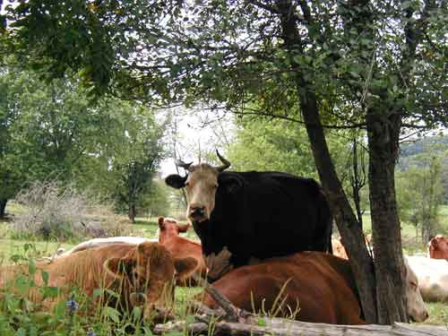 Ferdinand standing watch over the herd.