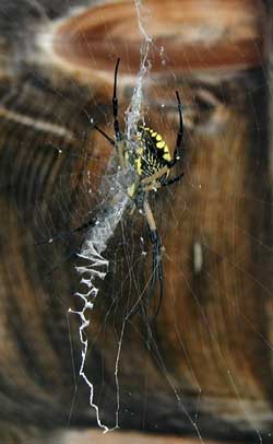 The yellow and black orb spider tends her web.