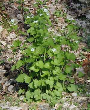 Garlic mustard showing the typical four-petal flowers and triangular leaves.