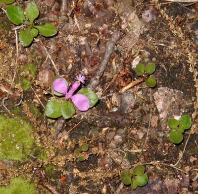 Gaywings popping up from underground stems.