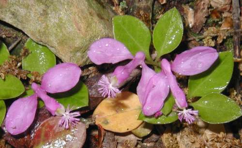 Gaywings, or fringed polygala, is a cheerful sight on a woodland walk.