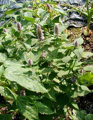 Giant blue hyssop flowering tops.