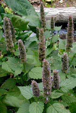 Giant blue hyssop flower heads are most impressive in size and taste.