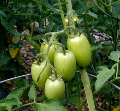 Green Roma tomatoes will soon be at the top of the dinner menu.