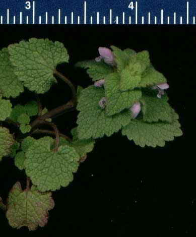 Ground ivy blossoms are dainty.