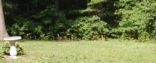 Flowering Field Hawkweed in PA.