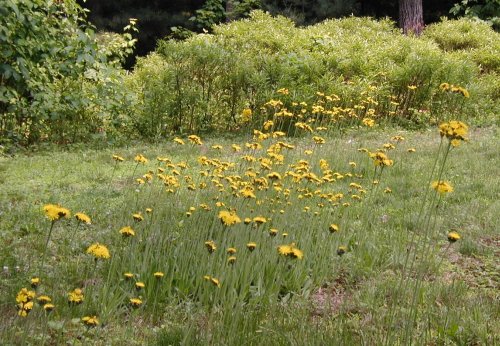 Flowering Field Hawkweed in Pennsylvania.