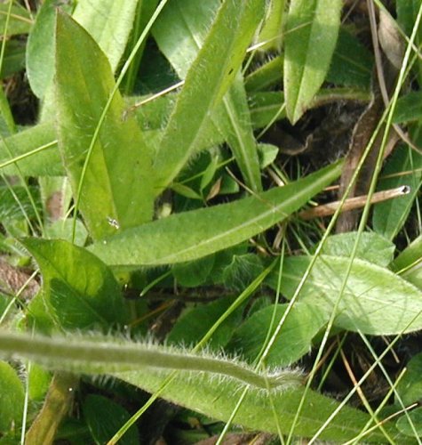 Rosette of basal leaves of Field Hawkweed.