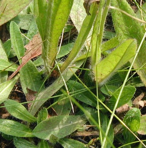 Rosette of fuzzy basal leaves of Field Hawkweed.
