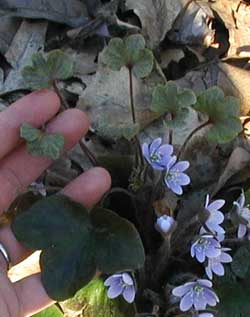 Larger, tri-lobed leaves at ground level and small, erect leaves of hepatica.