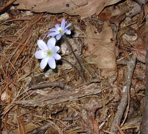 Hepatica blooming with no apparent leaves.