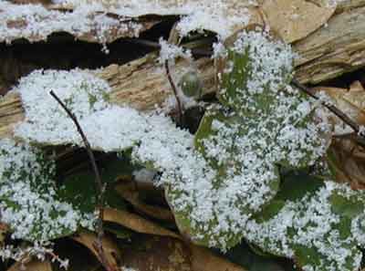 A single, closed blossom of round-lobed hepatica surrounded by its leaves catching snowflakes.