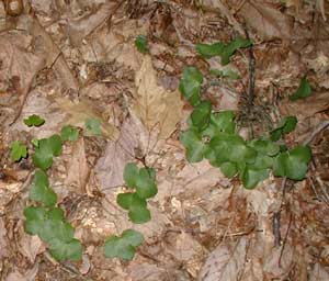 Leaves of two hepatica plants spread out in a circle and rest on the forest floor.