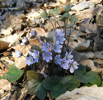Small, erect leaves on this woodland plant are not typical of round-lobed hepatica.