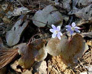 Four tan and quite dead-looking leaves are present on this woodland hepatica plant.