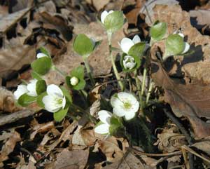 White blossoms of hepatica showing large sepal-like bracts and wide white petal-like sepals as compared to the purple flowered plants.