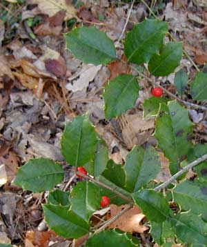 Red holly berries remind me of the coming winter holiday season.
