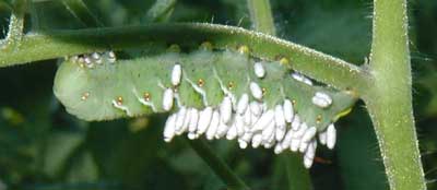 Wasp eggs on tomato horn worm on a tomato plant.
