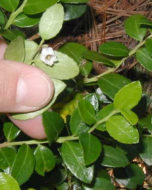 The blossom of the Box Huckleberry reminds one of blueberry blossoms, a close relative.