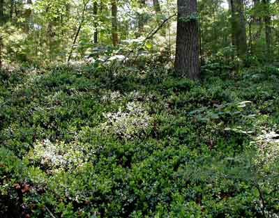 Part of the Box Huckleberry colony in the Tuscarora State Forest in Pennsylvania.