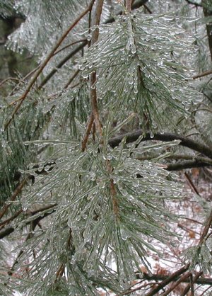 How did the ice manage to coat every square millimeter of these pine needles?