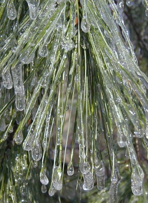 Pine trees are all iced up.