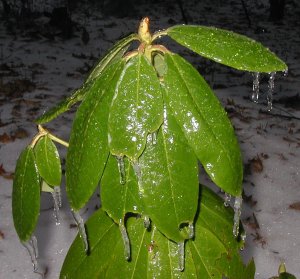 The evergreen leaves of this rhododendron look really unhappy with their new coat of ice.