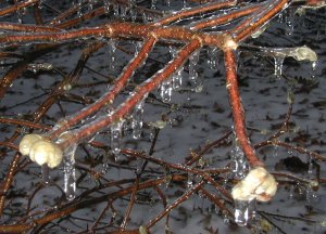 Star magnolia blooms and branches covered in ice.